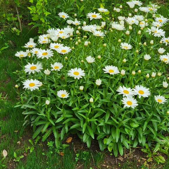 Meet your Posher, Gale - Picture 5 of 7